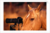 Horse Peering through Camera by Anonymous