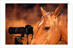 Horse Peering through Camera by Anonymous