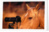 Horse Peering through Camera by Anonymous