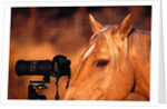Horse Peering through Camera by Anonymous
