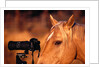 Horse Peering through Camera by Anonymous