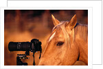 Horse Peering through Camera by Anonymous