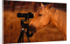Horse Peering through Camera by Anonymous