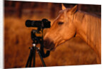 Horse Peering through Camera by Anonymous