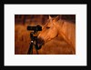 Horse Peering through Camera by Anonymous