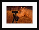 Horse Peering through Camera by Anonymous