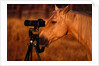 Horse Peering through Camera by Anonymous