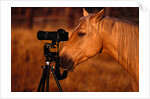 Horse Peering through Camera by Anonymous