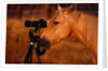 Horse Peering through Camera by Anonymous
