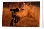 Horse Peering through Camera by Anonymous