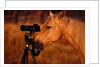 Horse Peering through Camera by Anonymous