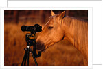 Horse Peering through Camera by Anonymous