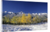 Aspens and the San Juan Mountains by Anonymous