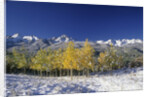 Aspens and the San Juan Mountains by Anonymous