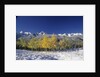 Aspens and the San Juan Mountains by Anonymous