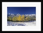 Aspens and the San Juan Mountains by Anonymous