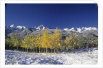 Aspens and the San Juan Mountains by Anonymous