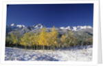 Aspens and the San Juan Mountains by Anonymous