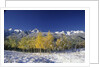 Aspens and the San Juan Mountains by Anonymous