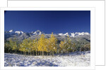 Aspens and the San Juan Mountains by Anonymous