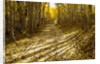 Aspens Lining Kebler Pass Road by Anonymous