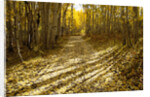 Aspens Lining Kebler Pass Road by Anonymous
