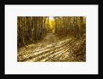 Aspens Lining Kebler Pass Road by Anonymous