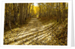 Aspens Lining Kebler Pass Road by Anonymous