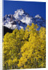 Aspen Grove and Maroon Bells by Anonymous