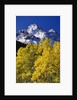 Aspen Grove and Maroon Bells by Anonymous