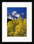 Aspen Grove and Maroon Bells by Anonymous