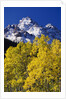 Aspen Grove and Maroon Bells by Anonymous