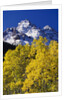 Aspen Grove and Maroon Bells by Anonymous