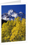 Aspen Grove and Maroon Bells by Anonymous
