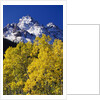 Aspen Grove and Maroon Bells by Anonymous