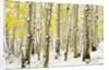 Aspen Grove in Winter by Anonymous