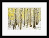 Aspen Grove in Winter by Anonymous