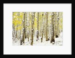 Aspen Grove in Winter by Anonymous