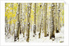 Aspen Grove in Winter by Anonymous