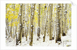 Aspen Grove in Winter by Anonymous