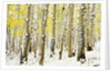 Aspen Grove in Winter by Anonymous