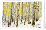 Aspen Grove in Winter by Anonymous