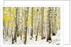 Aspen Grove in Winter by Anonymous