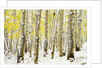 Aspen Grove in Winter by Anonymous