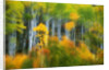 Aspen Grove Along McClure Pass by Anonymous
