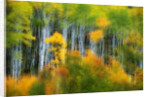 Aspen Grove Along McClure Pass by Anonymous