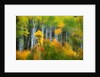 Aspen Grove Along McClure Pass by Anonymous