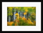 Aspen Grove Along McClure Pass by Anonymous