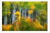 Aspen Grove Along McClure Pass by Anonymous
