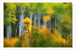 Aspen Grove Along McClure Pass by Anonymous